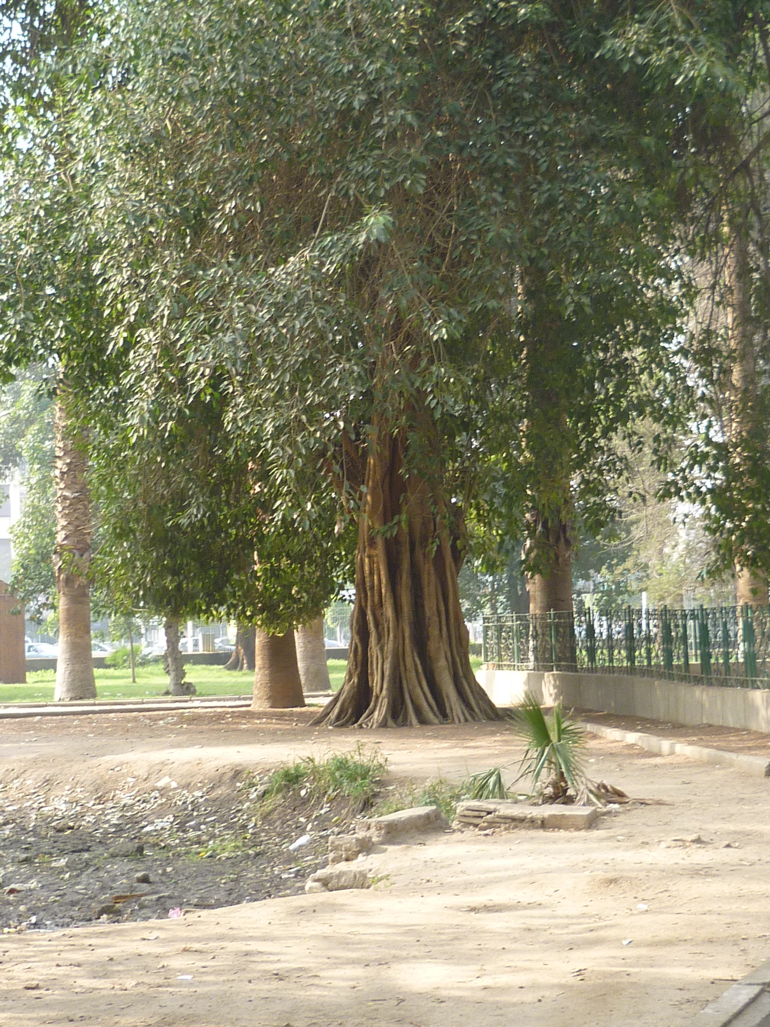 Ficus amplissima